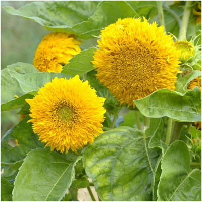 WILLVINE ™ Dwarf Teddy Sunflower (Helianthus annuus)-2000 SEEDS Seed(2000 per packet)