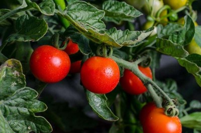 CYBEXIS Kashi Anupam Tomato Variety2000 Seeds Seed(2000 per packet)