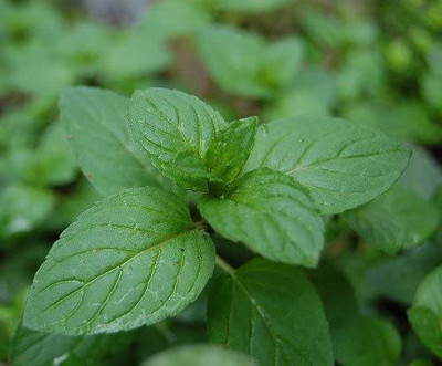 CYBEXIS LXI-56 - Chocolate Mint - (450 Seeds) Seed(450 per packet)
