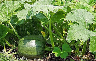 VibeX VVI-21 - Hybrid Pumpkin - (300 Seeds) Seed(300 per packet)