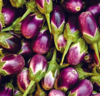 UGRA Brinjal/Eggplant Vegetable Seed(250 per packet)