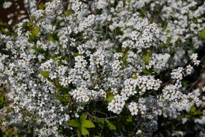 Faabiie gypsophila flower Seed(200 per packet)