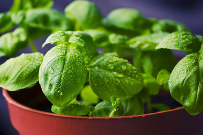 Quentova Broad Leaf Basil Organic-NDIR Seed(100 per packet)