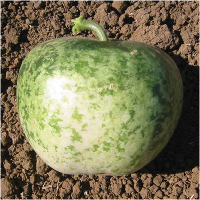 WILLVINE Organic F1 Hybrid Apple Gourd (Lagenaria siceraria)-100 Seeds Seed(100 per packet)