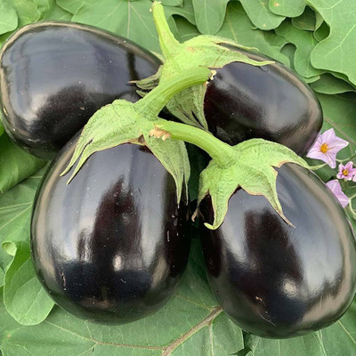 ibains Brinjal tree hybrid seeds Seed(65 per packet)