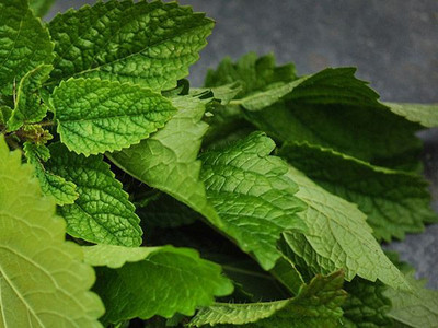 CEZIUS LEMON BALM, GREEN Seed(100 per packet)