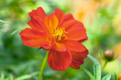 CEZIUS Flower for Garden Cosmos sulphureus ‘Brightness Red’ Seed(25 per packet)