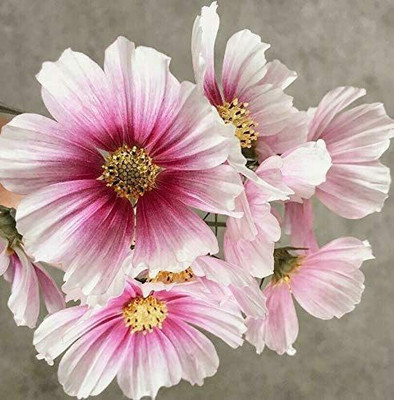 CYBEXIS VVI-4 - Daydream Cosmos Flower - (30 Seeds) Seed(30 per packet)