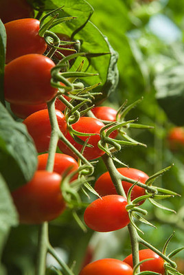Shree Poojan tomato Seed(75 per packet)
