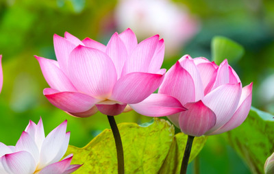 Seedsilk Mini Lotus Flower Seeds Mix Colors Seed(10 per packet)