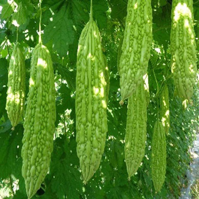 WILLVINE LX-89 Bitter Melon Seeds Seed(50 per packet)