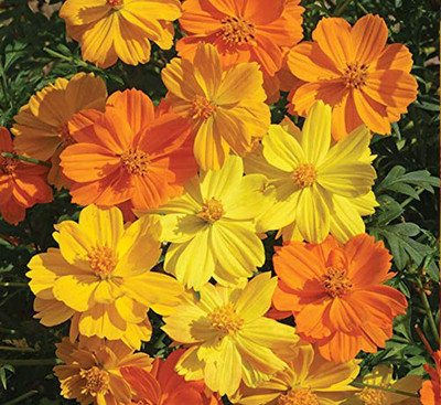 Epazo Cosmos Sulphureus Cosmic Mix Seed(100 per packet)