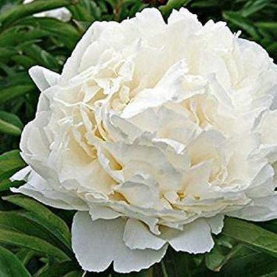 CYBEXIS Carnation Hardy Border Mix Seeds Seed(1 g)