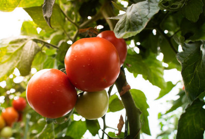 XOLDAA tomato Seed(100 per packet)