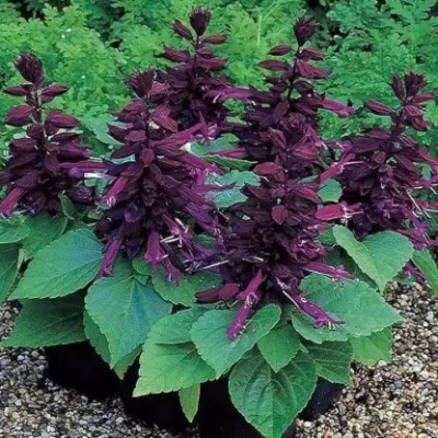 MAA Salvia Seed(125 per packet)