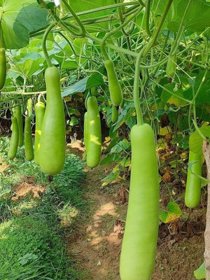 BSARKAR Calabash/long bottle gourd seed Seed(20 per packet)