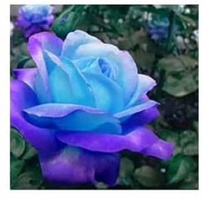 Qualtivate RES-1A Hybrid Rose Seeds Seed(25 per packet)