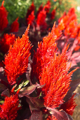 ZIXA 'New Look Red' Celosia Seed(20 per packet)