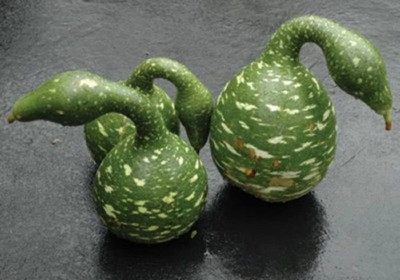 VibeX LX-81 - SPECKLED SWAN GOOSE NECK Bottle Gourd - (100 Seeds) Seed(100 per packet)