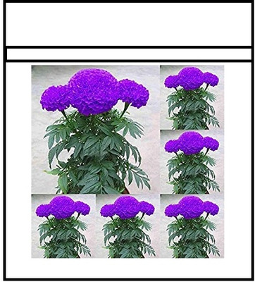 WILLVINE Flower - Marigold (French) Dwarf Double Mixed-[2500 Seeds] Seed(2500 per packet)