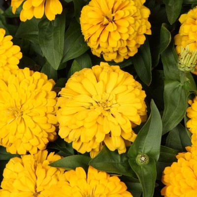 Qualtivate XLR-297 Zinnia Yellow Flower Seeds Seed(25 per packet)