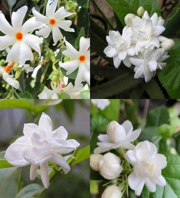 ibains Night flowering jasmine seeds bij 45 Seed(45 per packet)