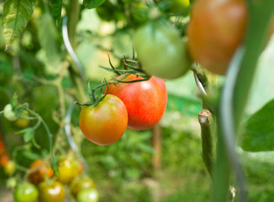 ROOTGROW tomato Seed(135 per packet)