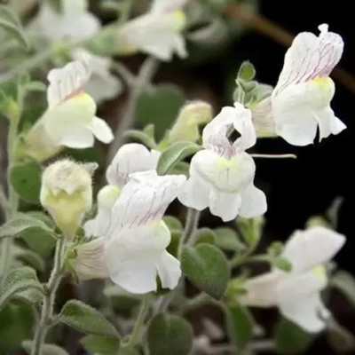 MAA Antirrhinum Seed(25 per packet)