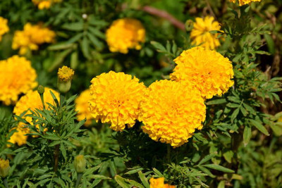 API marigold/gende ka phool flower seeds Seed(25 per packet)