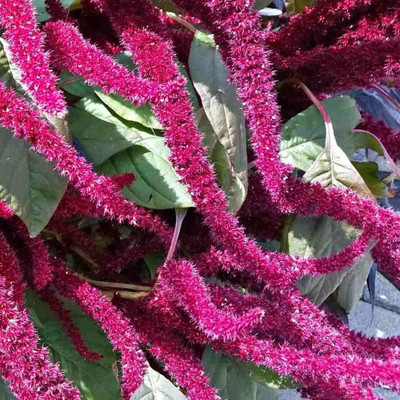 KANAYA Amaranthus Burgundy Red/ Dark Green Flower Seed(98 per packet)