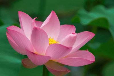 Liker lotus,kamal gatta Seed(15 per packet)