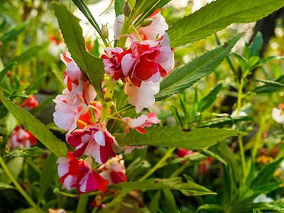 MAA Balsam Seed(11 per packet)