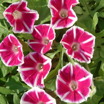 VibeX ATS-84 - Morning Glory Rosita - (900 Seeds) Seed(900 per packet)