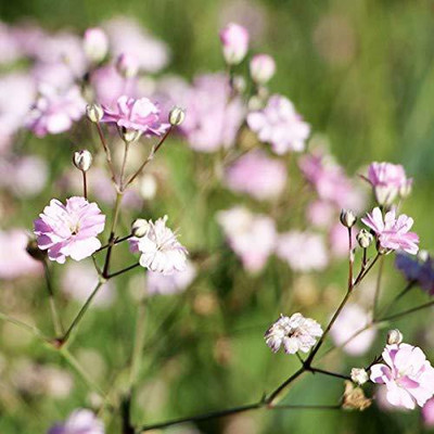 ACCELCROP Green Gypsophila Seed(70 per packet)