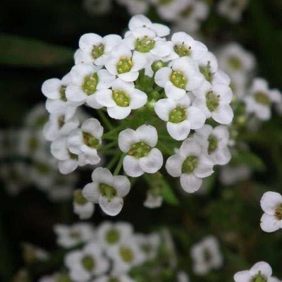 CYBEXIS Winter Sowing- Alyssum Royal Carpet Seed(1 g)