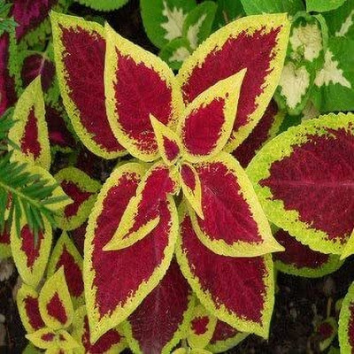 Qualtivate HUA-38 Coleus Rainbow Mixed Seeds Seed(100 per packet)