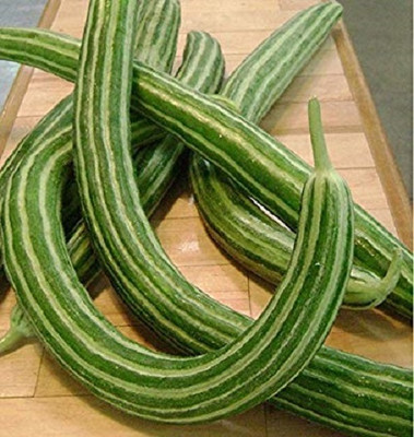KNESSiN Hybrid ' Cucumber Kakri Long Melon '[300 Seeds] Seed(300 per packet)