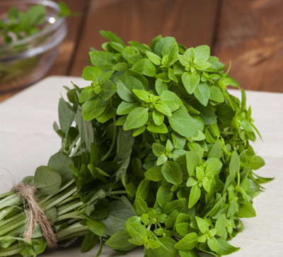 VibeX ® XLR-26 Greek Basil (Ocimum basilicum) Seed(1000 per packet)