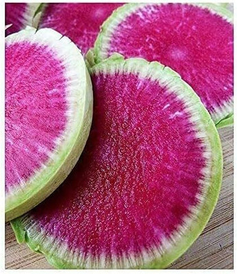 Qualtivate HUA-7A Watermelon Radish Seeds Seed(300 per packet)