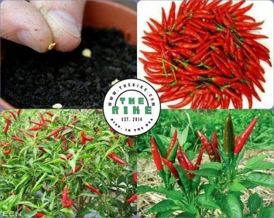 Qualtivate HUA-8A Bird's Eye Chilli Seed(300 per packet)