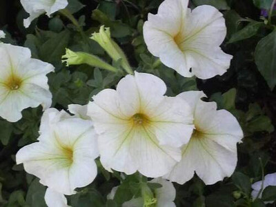 VibeX GUA-83 - White Petunia Super Cascade Flowers - (540 Seeds) Seed(540 per packet)