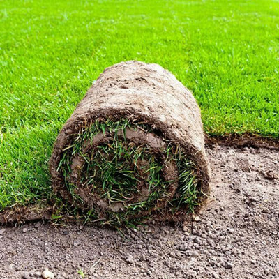 SeeGreen Lawn Grass Pure Original Seed Park Playground Home Gardening_Grass_24 Seed(6017 per packet)