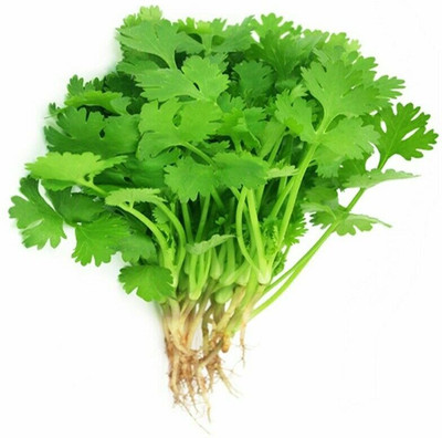ZIXA Green leafy herb coriander Seed(100 per packet)