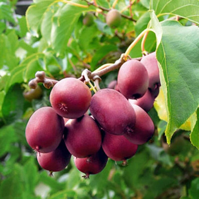 Aywal Hybrid kiwi fruit seeds for plant Seed(30 per packet)