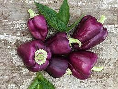 BDSresolve Hybrid Bell Pepper Seeds pack of 23 Seed(23 per packet)
