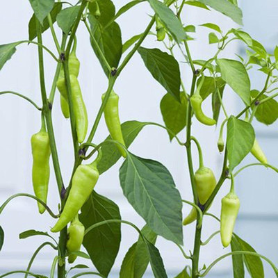 CYBEXIS Heavy Yield Red Hot Pepper Chilli Seeds2400 Seeds Seed(2400 per packet)