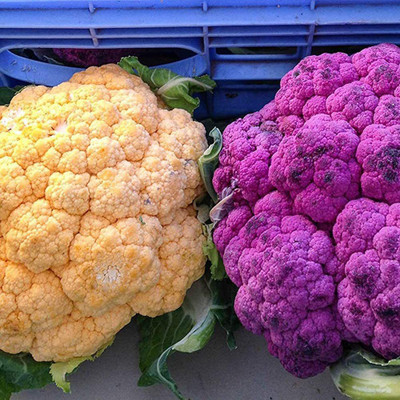 CYBEXIS F1 Hybrid Colorful Cauliflower Seeds500 Seeds Seed(500 per packet)
