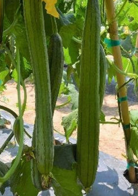 UGRA Smooth Luffa/sponge gourd Seeds Seed(250 per packet)