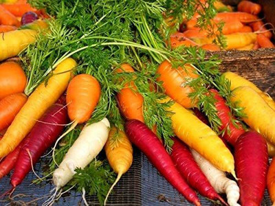 VibeX ® VLR-351 Carrot Mix of 6 Colorful Varieties Seed(500 per packet)