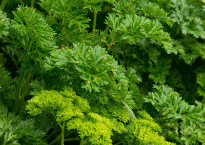 VibeX VVI-89 - Moss Curled Parsley - (250 Seeds) Seed(250 per packet)